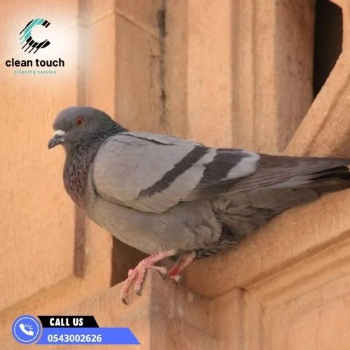 افضل طريقة لطرد الحمام من المنزل