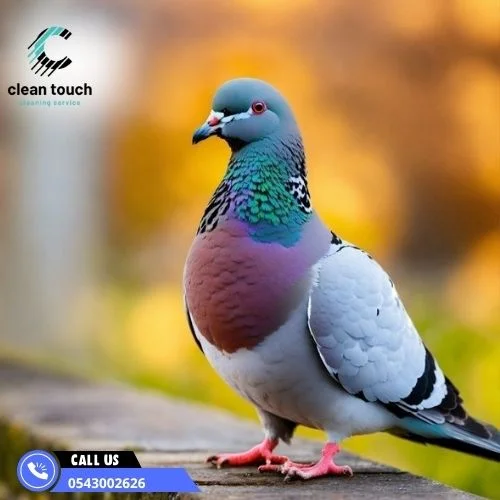 طريقة طرد الحمام من البلكونة طريقة طرد الحمام من البلكونة
